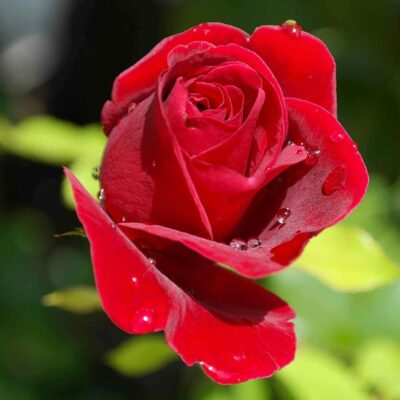 rose single