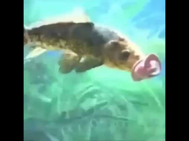 Fish With A Pacifier: Cute But Dangerous