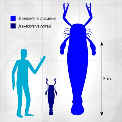 Giant Sea Scorpion vs Human
