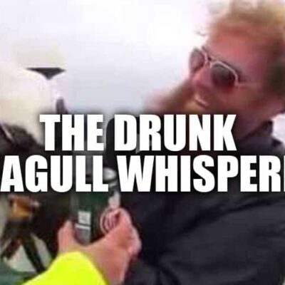 seagull barehand drunk