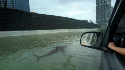 Picture Of A Nyc Shark Swimming In The Streets Of Manhattan