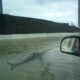 Picture of a NYC shark swimming in the streets of Manhattan