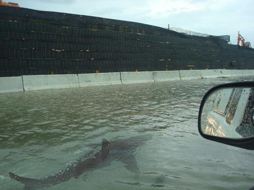 A Picture Of A Nyc Shark Swimming Down The Streets Of Manhattan