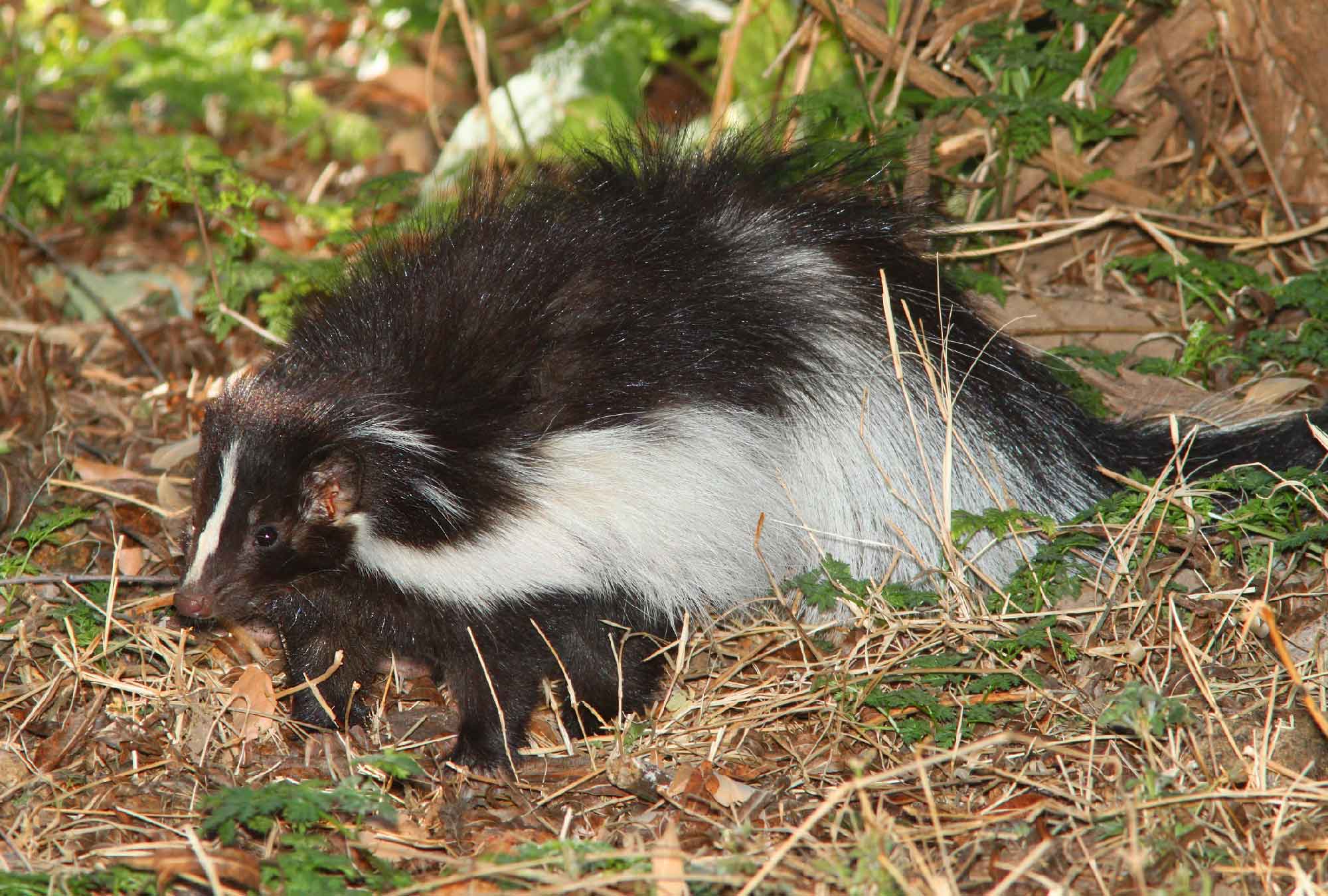 Here's How To Remove Skunk Smell From Your Pets Using Nature's Miracle Skunk Odor Remover