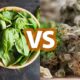 spinach vs marijuana
