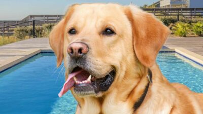 swimming pool dog home alone