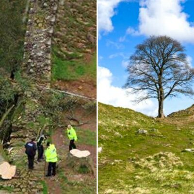 Britain&Rsquo;S Sycamore Gap Tree Deliberately Chopped Down In Act Of Vandalism