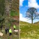 Britain’s Sycamore Gap Tree Deliberately Chopped Down in Act of Vandalism