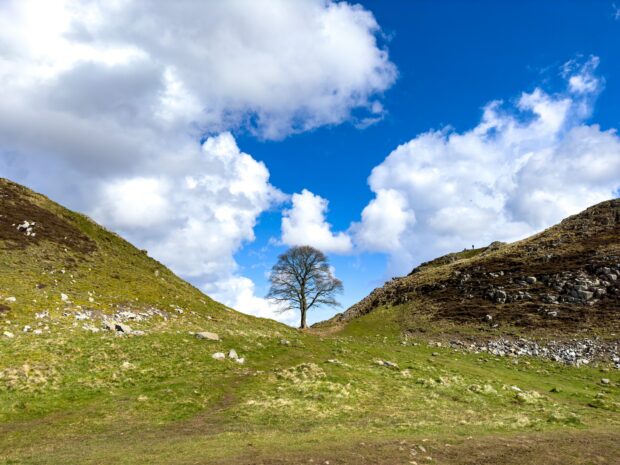 Sycamore Gap Tree Under A Blue Cloudy Sky
