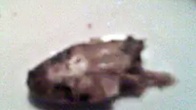 Man Finds A Snake Head On His Plate At T.g.i. Friday'S.