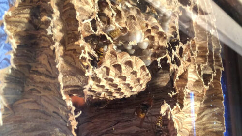 wasp nest in living room