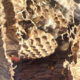 Giant Wasp Nest