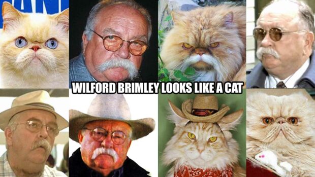 5 Uncanny Wilford Brimley Cat Photos