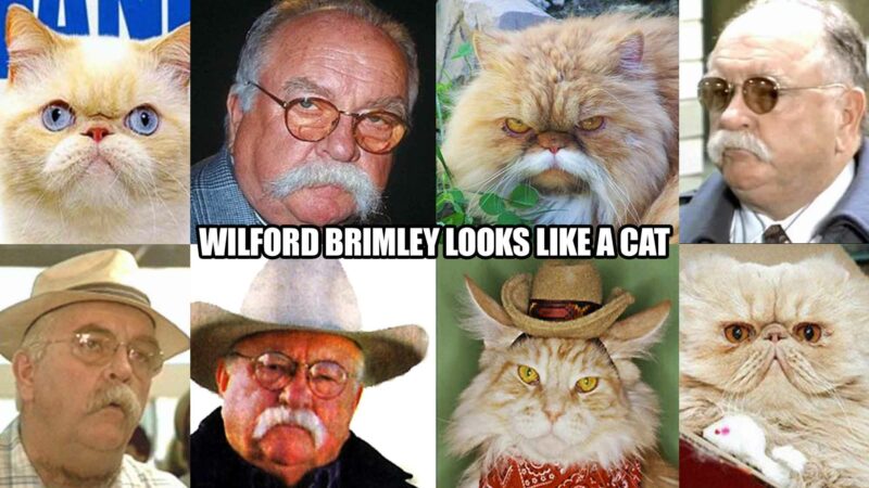 Wilford Brimley Cat Photos - Wilford Brimley Looks Like a Cat