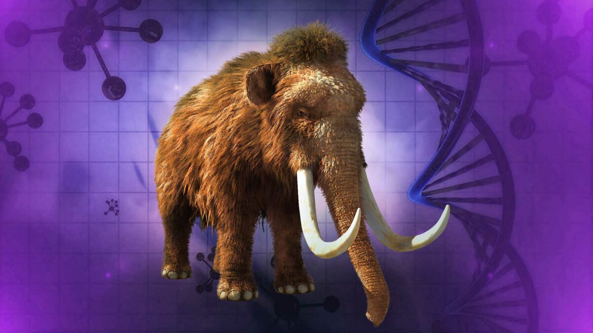 Mammoth Clone Update 2025