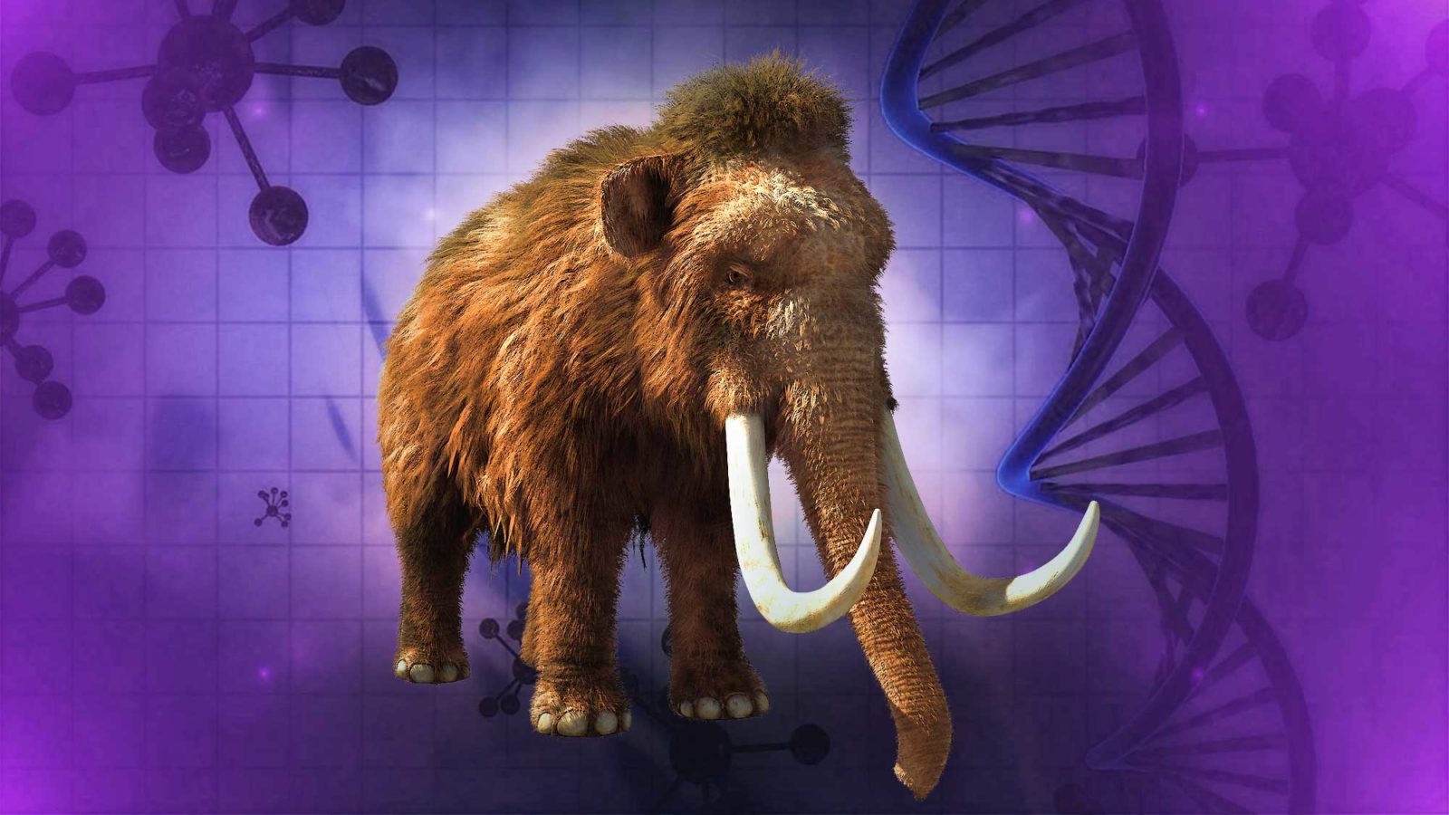 Bringing Back The Woolly Mammoth Should Scientists Clone The Mammoth?