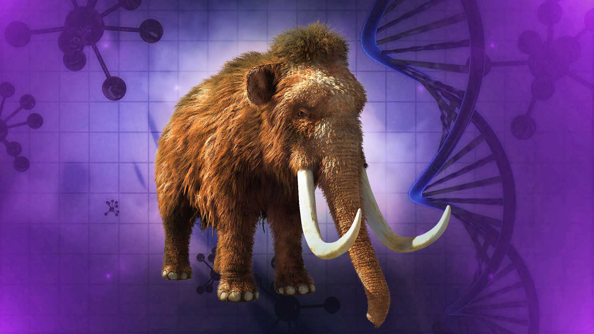 Should Scientists Create A Woolly Mammoth Clone?